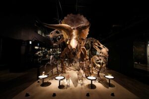 迫力満点の恐竜の全身骨格