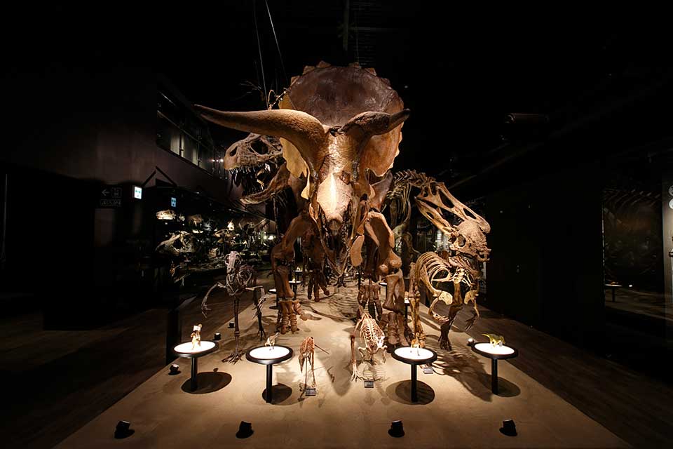 迫力満点の恐竜の全身骨格